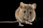 Ремонт мышей MICROSOFT